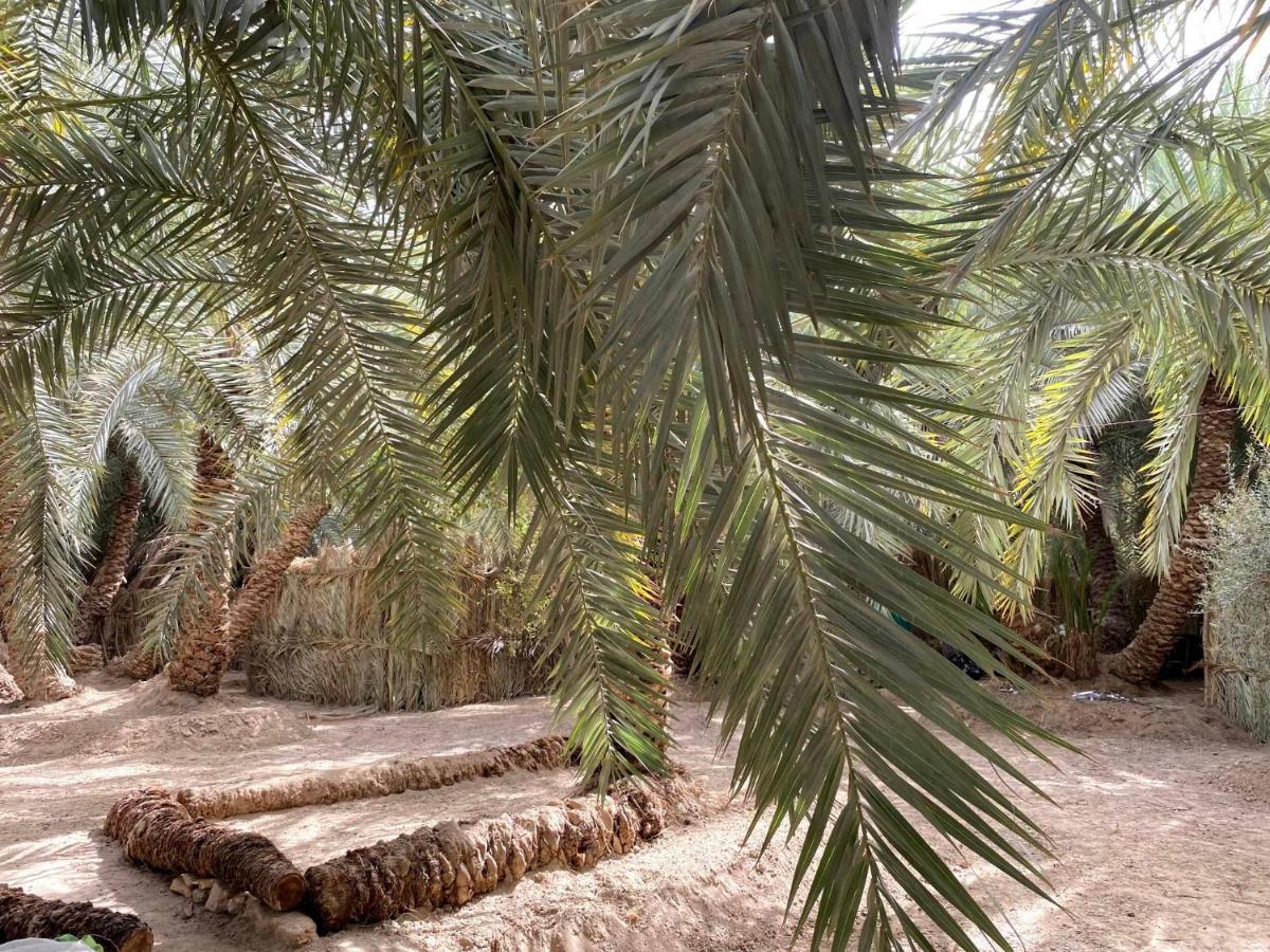 Forest Camp Siwa - كامب الغابة Siwa Oasis Extérieur photo