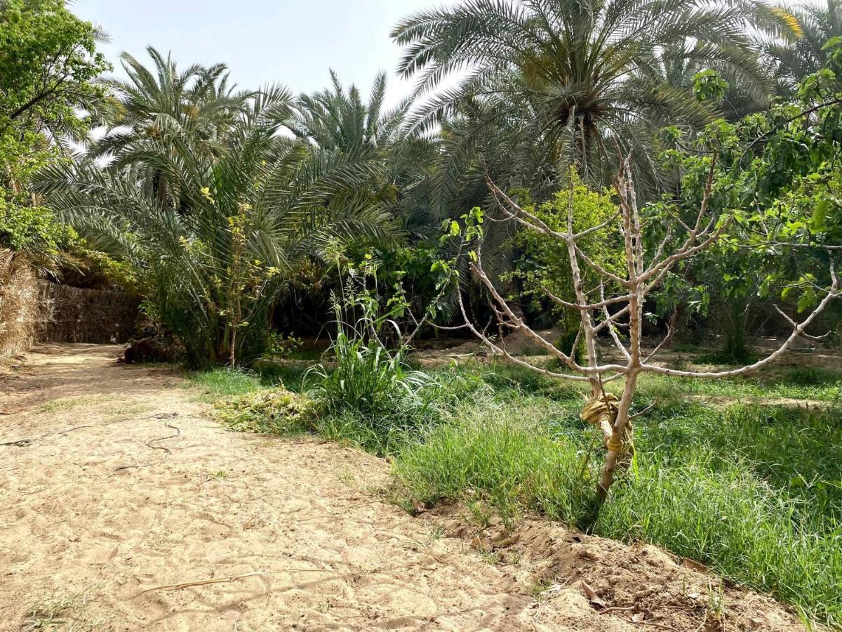 Forest Camp Siwa - كامب الغابة Siwa Oasis Extérieur photo