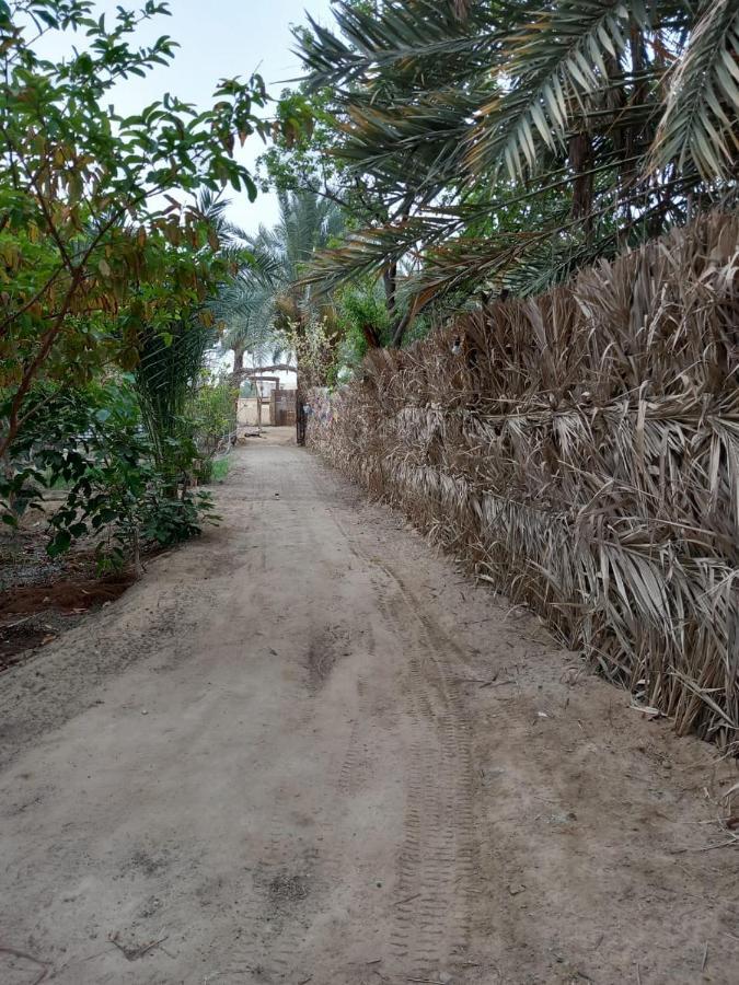Forest Camp Siwa - كامب الغابة Siwa Oasis Extérieur photo