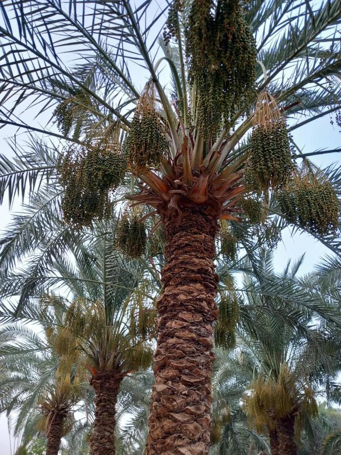 Forest Camp Siwa - كامب الغابة Siwa Oasis Extérieur photo