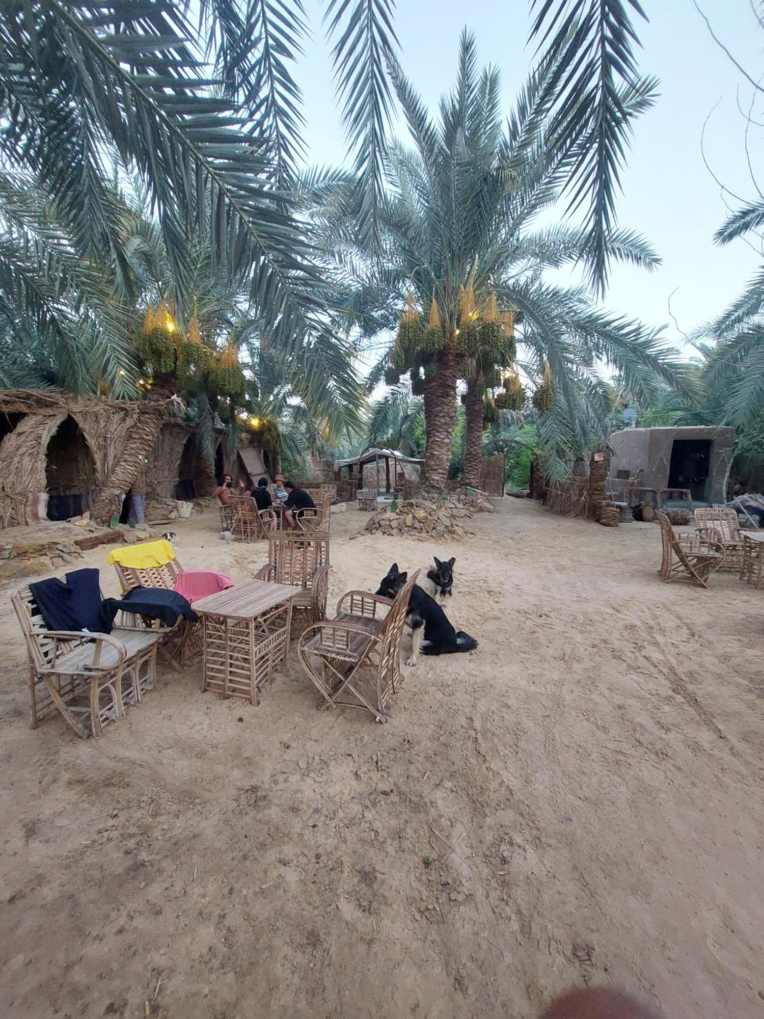 Forest Camp Siwa - كامب الغابة Siwa Oasis Extérieur photo